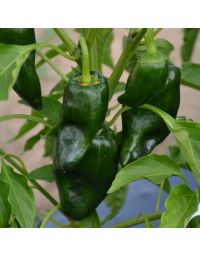 Capsicum, Mild Chili Pepper 'Poblano'
