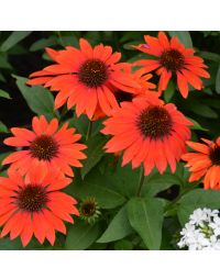 Echinacea, Coneflower 'Sombrero® Flamenco Orange'