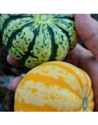 Cucurbita, Winter Squash 'Sweet Dumplin’