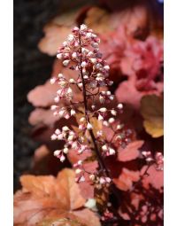 Heuchera, Red Leaf Coral Bells 'Fire Alarm'