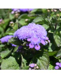 Ageratum, Flossflower Aloha 'Blue'