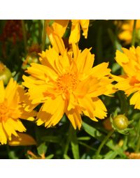 Coreopsis, Large Flowered Tickseed 'Double the Sun'