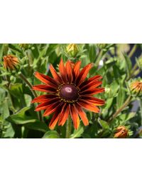 Rudbeckia, Sunbeckia® 'Sarah'