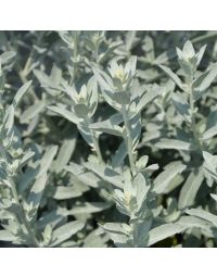 Artemisia, Wormwood 'GardenGhost™'