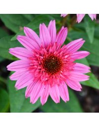 Echinacea, Coneflower Double Scoop™ 'Watermelon Deluxe'