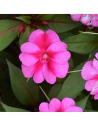 Impatiens, SunPatiens® 'Compact Purple Candy'