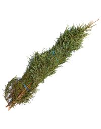 Spruce Tips 'King Sized' Bundle of 5