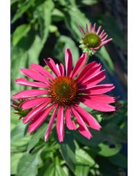 Echinacea, Coneflower 'Kismet® Raspberry'