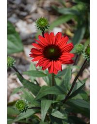 Echinacea, Coneflower 'Kismet® Red'