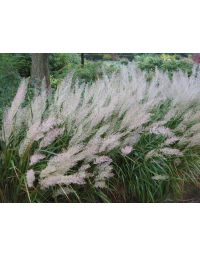 Calamagrostis, Feather Reed Grass 'Korean'