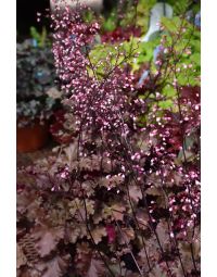 Heuchera, Red Leaf Coral Bells 'Peach Crisp'