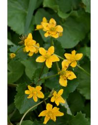 Caltha, Marsh Marigold 'Minnesota Native'