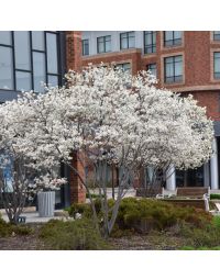 Amelanchier, Serviceberry Tree 'Autumn Brilliance®' (Large Sizes)