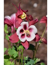 Aquilegia, Columbine 'Earlybird™ Red and White'
