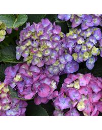 Hydrangea, Bigleaf 'Seaside Serenade® Newport'
