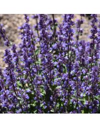 Nepeta, Dwarf Hybrid Catmint 'Cat's Pajamas'