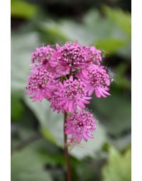 Astrantia, Masterwort, 'Star of Beauty'