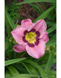 Hemerocallis, Pink Daylily 'Always Afternoon'