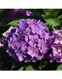 Hydrangea, Bigleaf 'Let’s Dance® ¡Arriba!™'