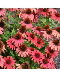Echinacea, Coneflower 'Prima™'Ruby'
