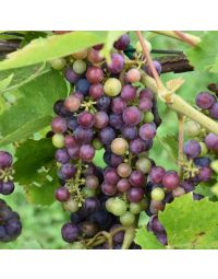 Vitis, Red Grape 'St. Croix™'