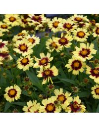 Coreopsis, Tickseed UpTick™ 'Yellow and Red'