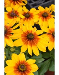 Rudbeckia, Sunbeckia® 'Luna'