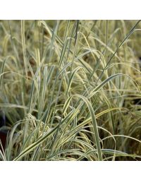 Schizachyrium, Little Bluestem 'Shining Star™'