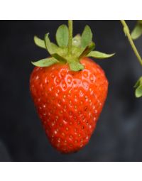 Fragaria, Strawberry 'Eversweet'