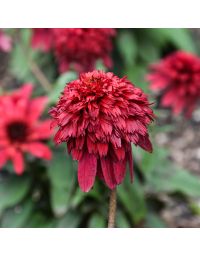 Echinacea, Coneflower Double Scoop™ 'Strawberry Deluxe'