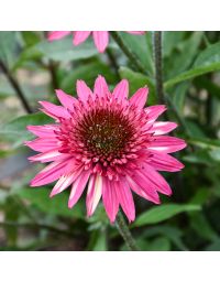 Echinacea, Coneflower 'Giddy Pink'