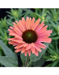 Echinacea, Coneflower 'SunSeekers® Rainbow'