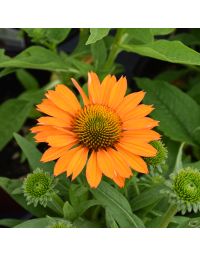 Echinacea, Coneflower 'Prima™ Saffron'