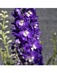 Delphinium, Larkspur Aurora™ 'Deep Purple'