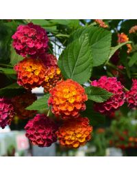 Lantana, Bandolero™ 'Cherry Sunrise'