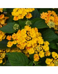 Lantana, Bandolista™ 'Pineapple'