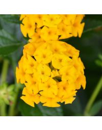 Lantana, New Gold™ 'Yellow'