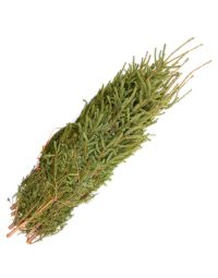 Spruce Tips 'Large' Bundle of 10