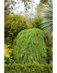 Larix, European Larch 'Weeping'