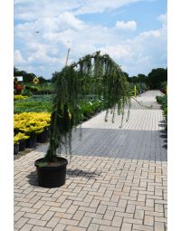 Larix, European Larch 'Weeping'