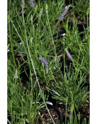 Lavandula, Lavender 'Sensational'