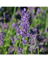 Lavandula, Lavender (Herb)