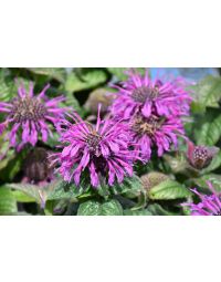 Monarda, Bee Balm Leading Lady 'Plum'