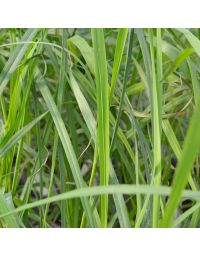 Cymbopogon, Lemon Grass