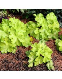 Coral Bells, 'Lemon Supreme'