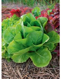 Lactuca, Lettuce 'Romaine'