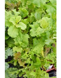 Lactuca, Lettuce Salad Mix