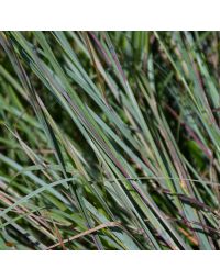 Schizachyrium, Little Bluestem 'Minnesota Native'