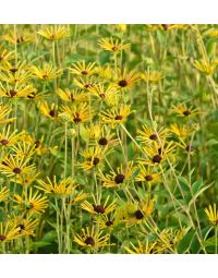 Rudbeckia, Sweet Black Eyed Susan 'Little Henry'