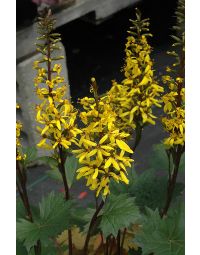 Ligularia, Rocket 'Little Rocket'